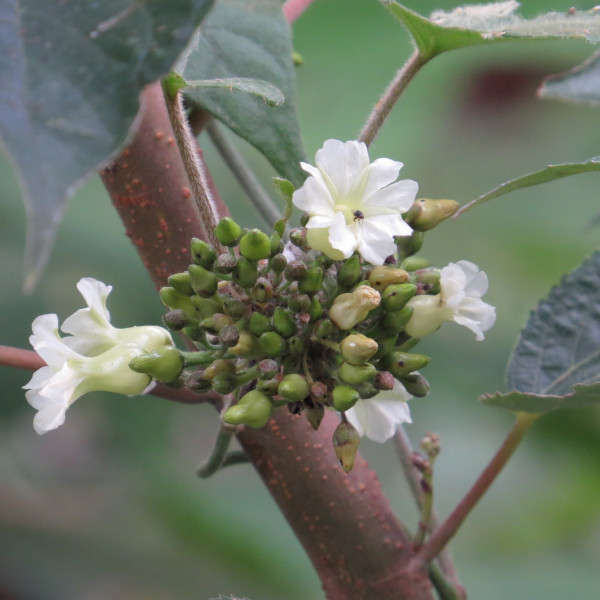Lepistemon urceolatus
