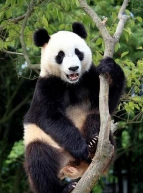 大熊貓生態樂園