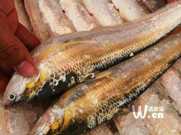 河刀魚