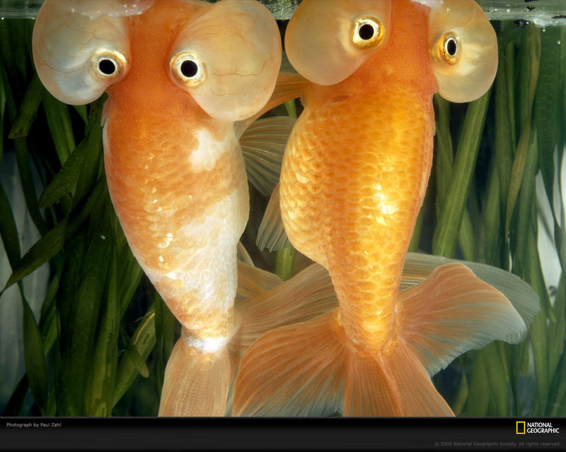 水泡金魚