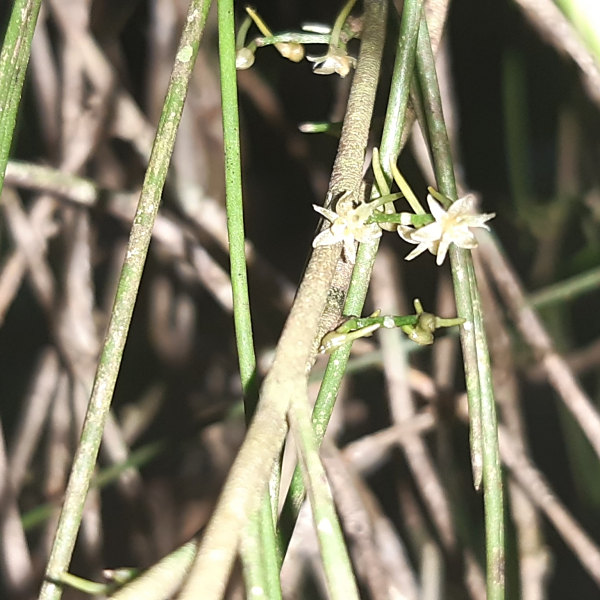 Tridactyle filifolia