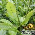 杯斗滇石櫟 杯斗滇石櫟