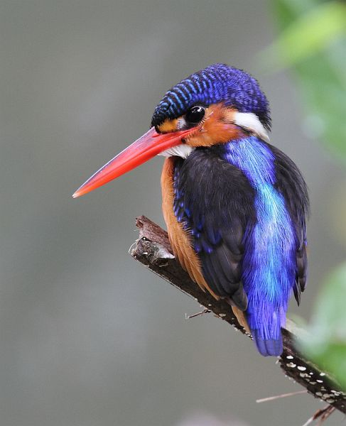 藍耳翠鳥婆羅洲亞種