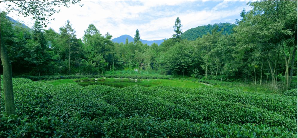 峨眉雪芽林茶共生的生長環境