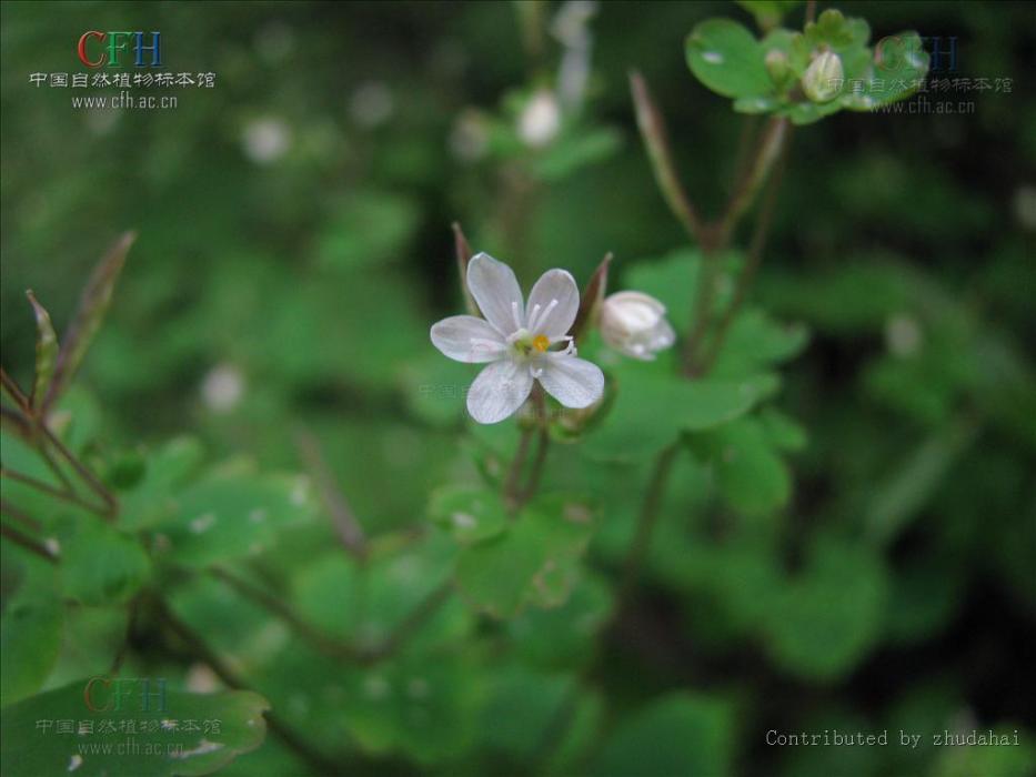 小花人字果 小花人字果