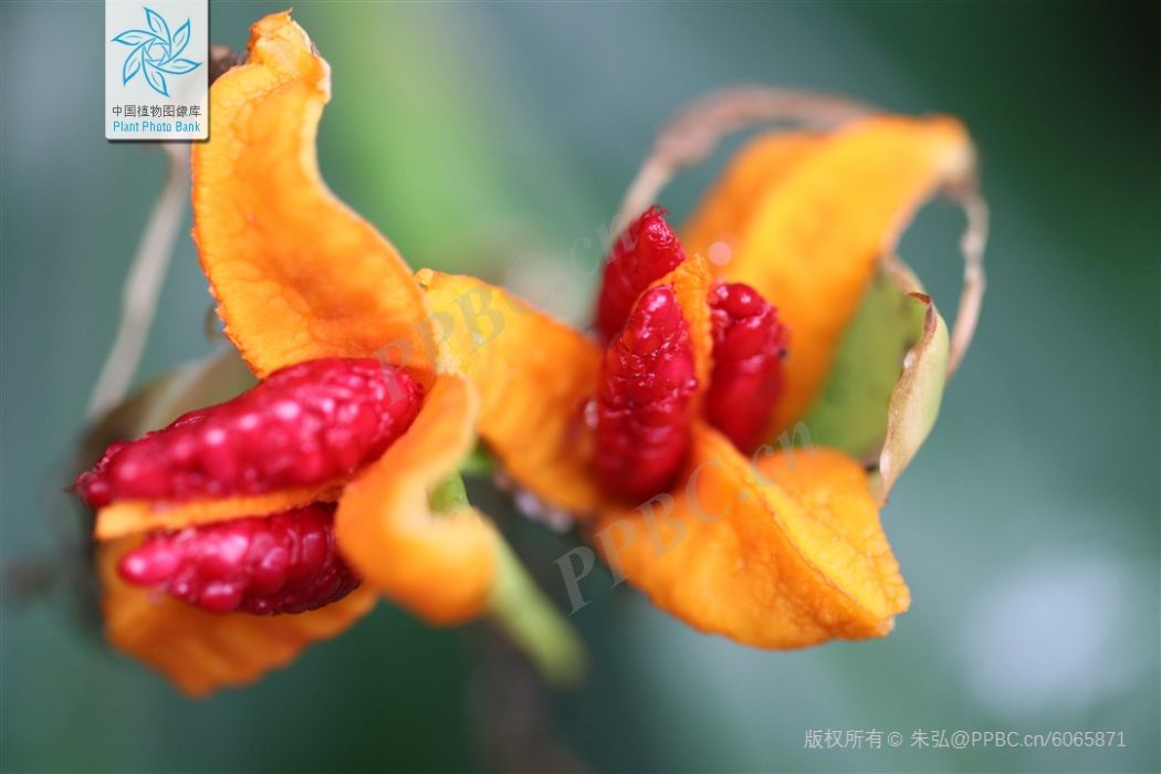 爪哇姜花 爪哇姜花