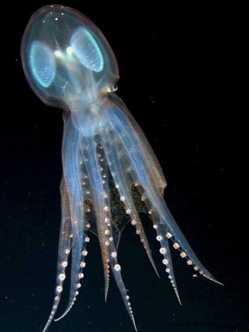 玻璃章魚 玻璃章魚