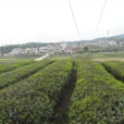西莊畈村 西莊畈村