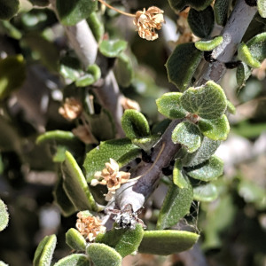 Ceanothus pauciflorus