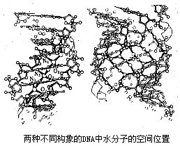兩種不同構象的DNA中水分子的空間位置