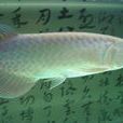 青龍魚 青龍魚