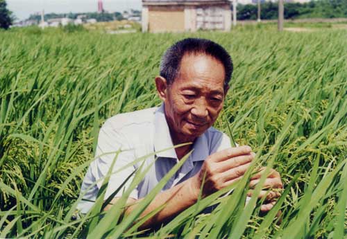 基因變異:雜交水稻
