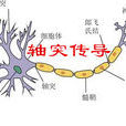 軸突傳導 軸突傳導