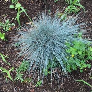 Festuca longifolia