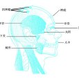 印堂(曲眉) 印堂(曲眉)