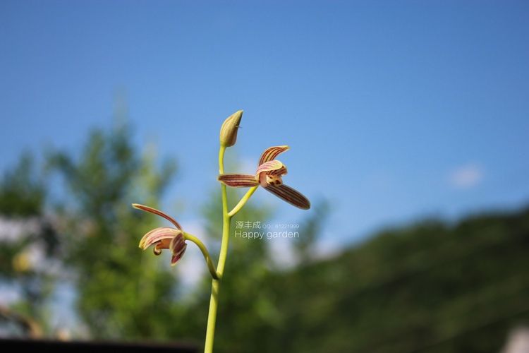 夏蕙 夏蕙