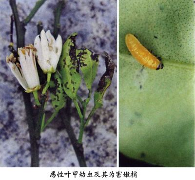 惡性葉甲 惡性葉甲
