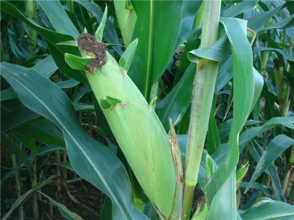 吉程1號 吉程1號