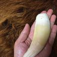 老虎牙 老虎牙