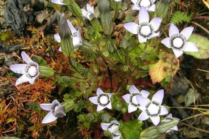 木里喉毛花 木里喉毛花