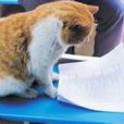 蹭課貓 蹭課貓