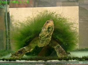 珍奇綠毛龜