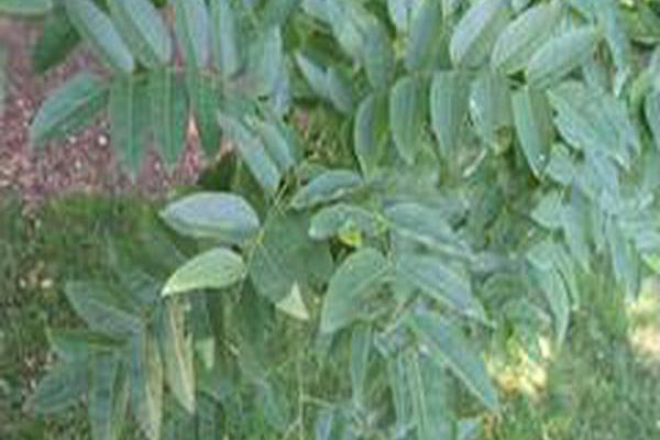 Sophora japonica \x27Regent\x27