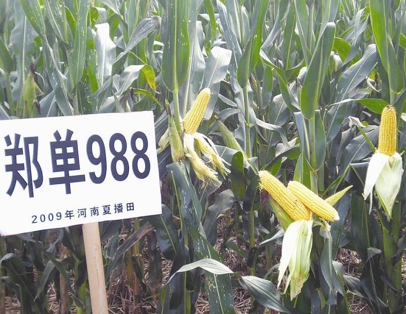 鄭單988 鄭單988