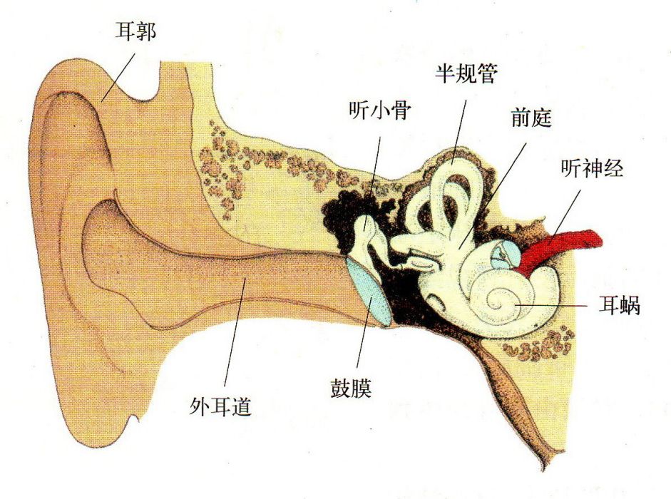 單耳線索 單耳線索