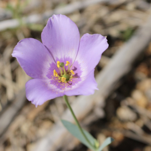 Eustoma exaltatum
