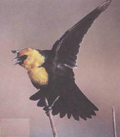 黃頭黑鳥