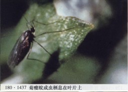 菊癭蚊（圖1）