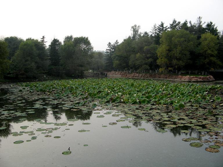 新屯公園 新屯公園