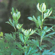 中附3號 中附3號