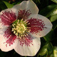 聖誕薔薇 聖誕薔薇