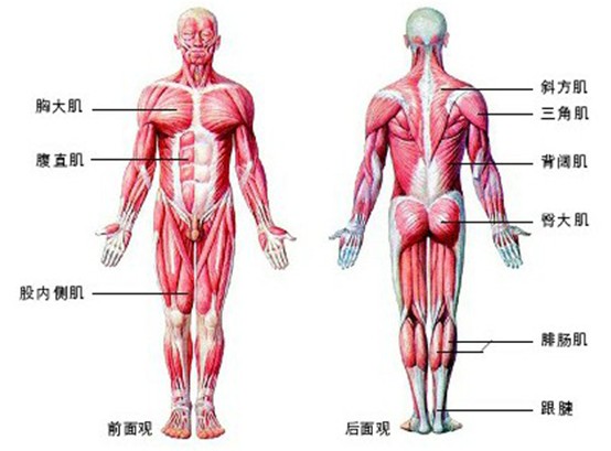 人體解剖學(研究正常人體形態和構造的科學)