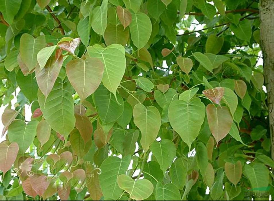 菩提榕 菩提榕