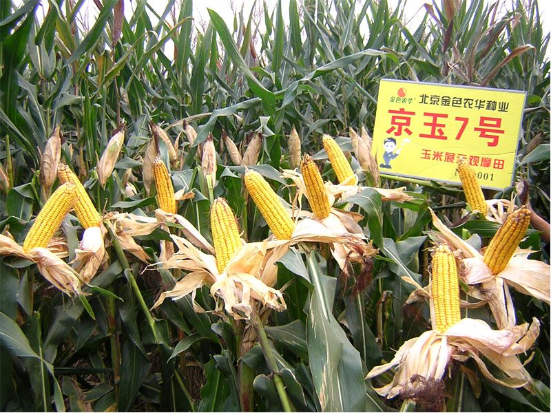 京玉17 京玉17