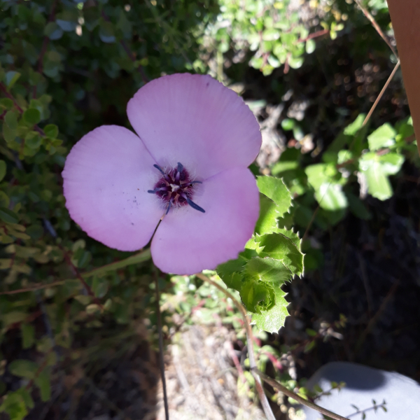 輝花仙燈