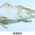 原黃姑魚 原黃姑魚