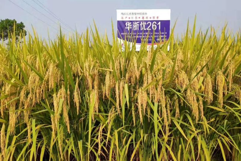 華浙優261 華浙優261