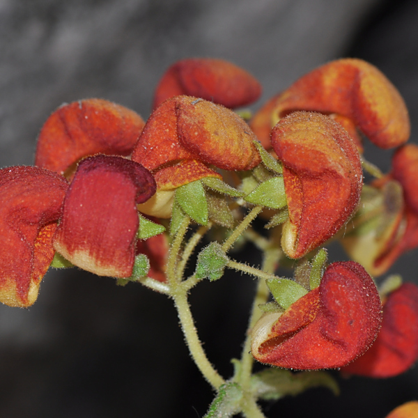 Calceolaria pisacomensis