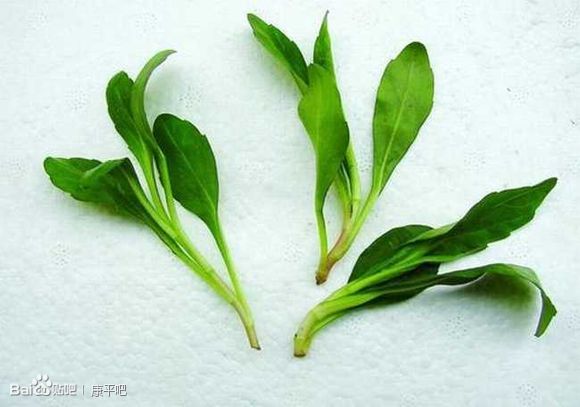 狹苞馬蘭 狹苞馬蘭