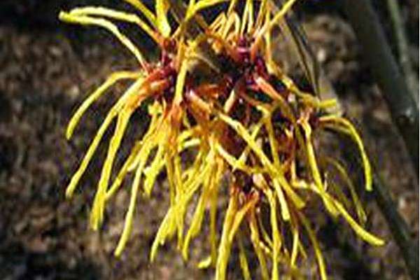 Hamamelis × intermedia \x27Bernstein\x27 Hamamelis × intermedia \x27Bernstein\x27