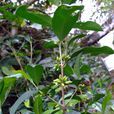 狗骨柴(被子植物門雙子葉植物綱植物)