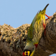 赤胸擬啄木鳥