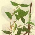 黃龍藤(黃龍藤) 黃龍藤(黃龍藤)