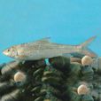 小口弓魚 小口弓魚