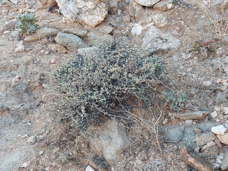 Portulacaria fruticulosa Portulacaria fruticulosa