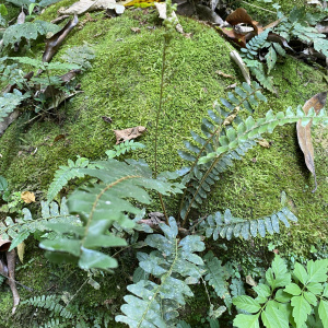 Anemia collina